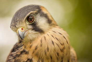 Birds photos with beautiful close up detailes sitting on the branches, swimming or flying in their natural habitat, wildlife photography.
