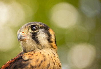 Birds photos with beautiful close up detailes sitting on the branches, swimming or flying in their natural habitat, wildlife photography.
