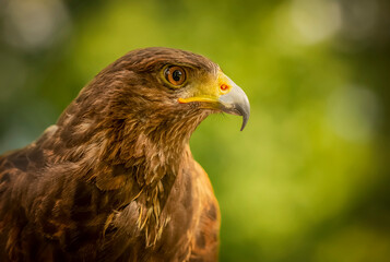 Naklejka premium Birds photos with beautiful close up detailes sitting on the branches, swimming or flying in their natural habitat, wildlife photography. 