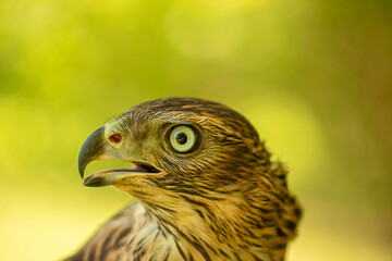 Birds photos with beautiful close up detailes sitting on the branches, swimming or flying in their natural habitat, wildlife photography.
