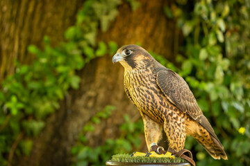 Birds photos with beautiful close up detailes sitting on the branches, swimming or flying in their natural habitat, wildlife photography.
