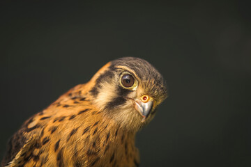 Birds photos with beautiful close up detailes sitting on the branches, swimming or flying in their natural habitat, wildlife photography.
