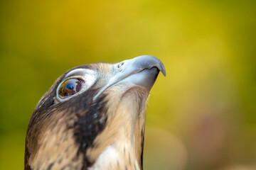 Birds photos with beautiful close up detailes sitting on the branches, swimming or flying in their natural habitat, wildlife photography.
