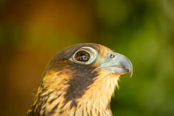 Birds photos with beautiful close up detailes sitting on the branches, swimming or flying in their natural habitat, wildlife photography.
