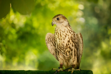Birds photos with beautiful close up detailes sitting on the branches, swimming or flying in their natural habitat, wildlife photography.
