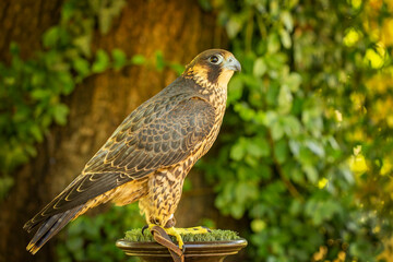 Birds photos with beautiful close up detailes sitting on the branches, swimming or flying in their natural habitat, wildlife photography.
