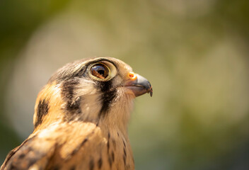 Birds photos with beautiful close up detailes sitting on the branches, swimming or flying in their natural habitat, wildlife photography.
