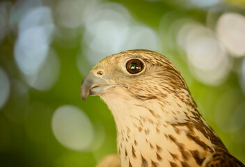 Birds photos with beautiful close up detailes sitting on the branches, swimming or flying in their natural habitat, wildlife photography.
