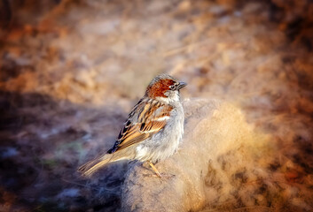 Birds photos with beautiful close up detailes sitting on the branches, swimming or flying in their natural habitat, wildlife photography.
