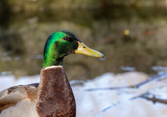 Birds photos with beautiful close up detailes sitting on the branches, swimming or flying in their natural habitat, wildlife photography.
