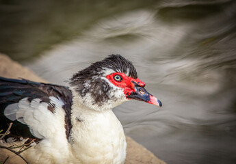 Birds photos with beautiful close up detailes sitting on the branches, swimming or flying in their natural habitat, wildlife photography.
