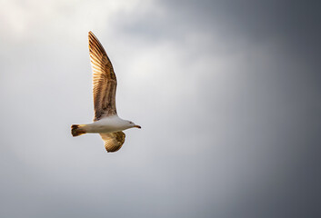 Birds photos with beautiful close up detailes sitting on the branches, swimming or flying in their natural habitat, wildlife photography.
