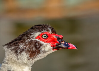Birds photos with beautiful close up detailes sitting on the branches, swimming or flying in their natural habitat, wildlife photography.
