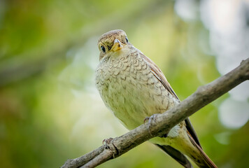 Birds photos with beautiful close up detailes sitting on the branches, swimming or flying in their natural habitat, wildlife photography.
