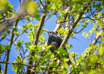 Birds photos with beautiful close up detailes sitting on the branches, swimming or flying in their natural habitat, wildlife photography.
