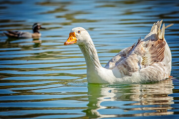 Birds photos with beautiful close up detailes sitting on the branches, swimming or flying in their natural habitat, wildlife photography.

