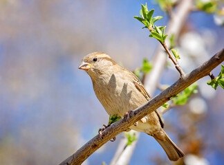 Birds photos with beautiful close up detailes sitting on the branches, swimming or flying in their natural habitat, wildlife photography.
