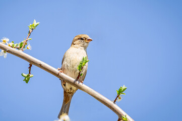 Birds photos with beautiful close up detailes sitting on the branches, swimming or flying in their natural habitat, wildlife photography.
