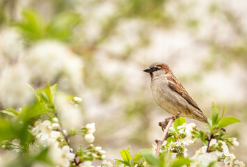 Birds photos with beautiful close up detailes sitting on the branches, swimming or flying in their natural habitat, wildlife photography.
