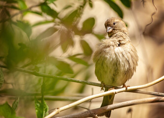 Birds photos with beautiful close up detailes sitting on the branches, swimming or flying in their natural habitat, wildlife photography.
