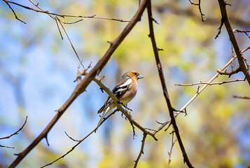 Birds photos with beautiful close up detailes sitting on the branches, swimming or flying in their natural habitat, wildlife photography.
