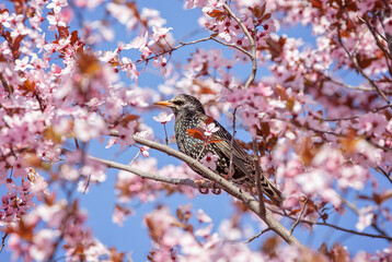 Birds photos with beautiful close up detailes sitting on the branches, swimming or flying in their natural habitat, wildlife photography.

