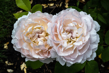 Flowers of ‘Lady Gardener’ English Rose