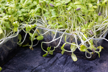 Close up and selective focus with blurred background and copy space of young and small plants are growing in plastic container. It shows concept of microgreen agriculture for vegetable food.
