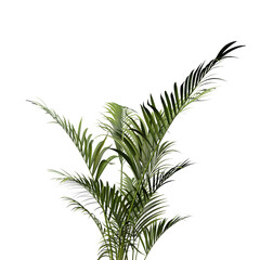 Palm leaves isolated on transparent background