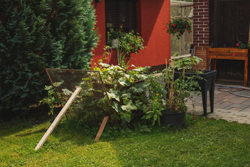 Backyard garden during summer season.Sunny day.
