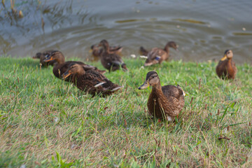 Mallard female with little ducklings in a living nature on the river on a sunny day.