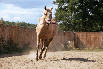 Horse lunging. Beautiful palomino horse in motion - obrazy, fototapety, plakaty