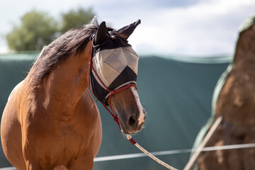 A horse wearing a mask to protect against flies. Against the background of gathered hay.