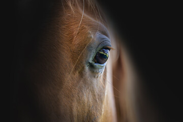 Detail of a head of a beautiful horse on a black background