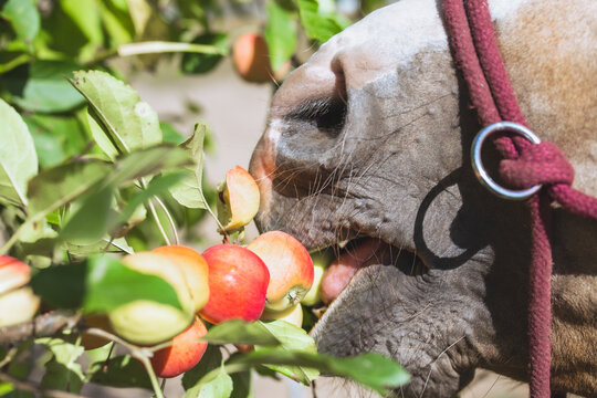 Horse Eats Apples From The Tree. Horse's Muzzle Close Up. Autumn In The Stable