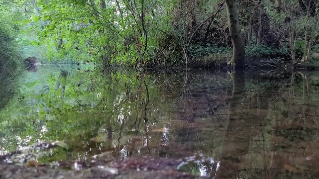 Ambiance zen , vid&eacute;o rivi&egrave;re H&eacute;rault Languedoc France s&eacute;r&eacute;nit&eacute; calme paysage inspirant arbres feuillages reflets lumi&egrave;re silhouette arbre bassin versant ripisylve ambiance sereine relaxation 