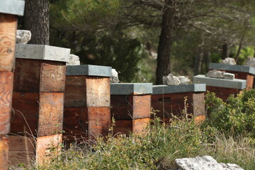 bee hives in the field