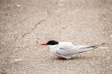Seeschwalbe auf dem  Eidersperrwerk