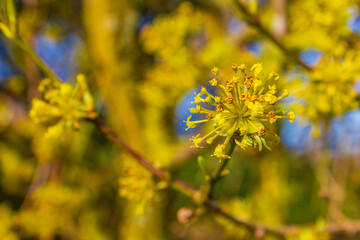 Forsythia a beautiful spring bush with yellow flowers Germany.
