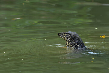 Monitor lizards swimming in the river