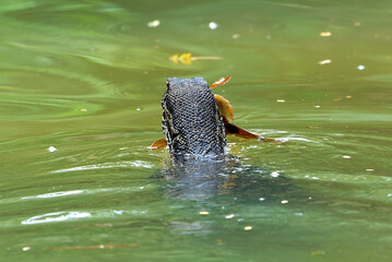 Monitor lizards swimming in the river