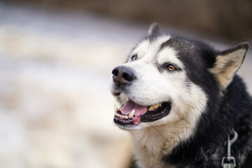Husky dog ​​photo with copy space.