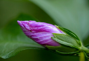 Flowers in all their diversity of forms, blooming, colors, textures and lights, close up detailes of petals.
