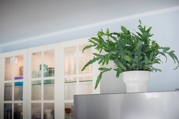 A plant of Blue Star fern (Phlebodium aureum), a fancy houseplant, on top of  the fridge in a kitchen.