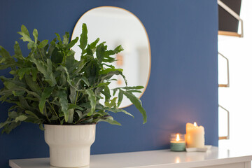 A plant of Blue Star fern (Phlebodium aureum), a fancy houseplant, over a white cabinet with blue...