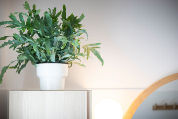 A plant of Blue Star fern (Phlebodium aureum), a fancy houseplant, on top of a wooden cabinet in  a bathroom. Vertical shot.