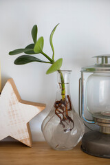 Hydroponic Clusia rosea princess plant, or Autograph plant, in a glass vase with other objects on a...