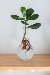 Hydroponic Clusia rosea princess plant, or Autograph plant, in a glass vase on a wooden shelf....