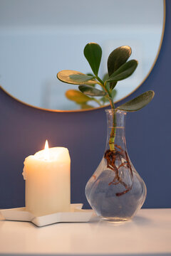 Hydroponic Clusia rosea princess plant, or Autograph plant, with lit candle, blue wall and round mirror. Vertical shot.