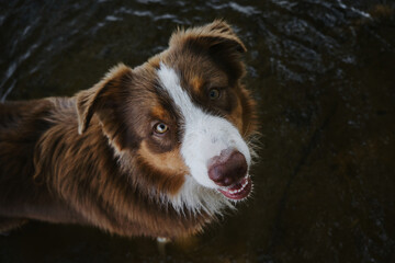Aussie chocolate color with white stripe on head. View from above. Portrait of Australian Shepherd...